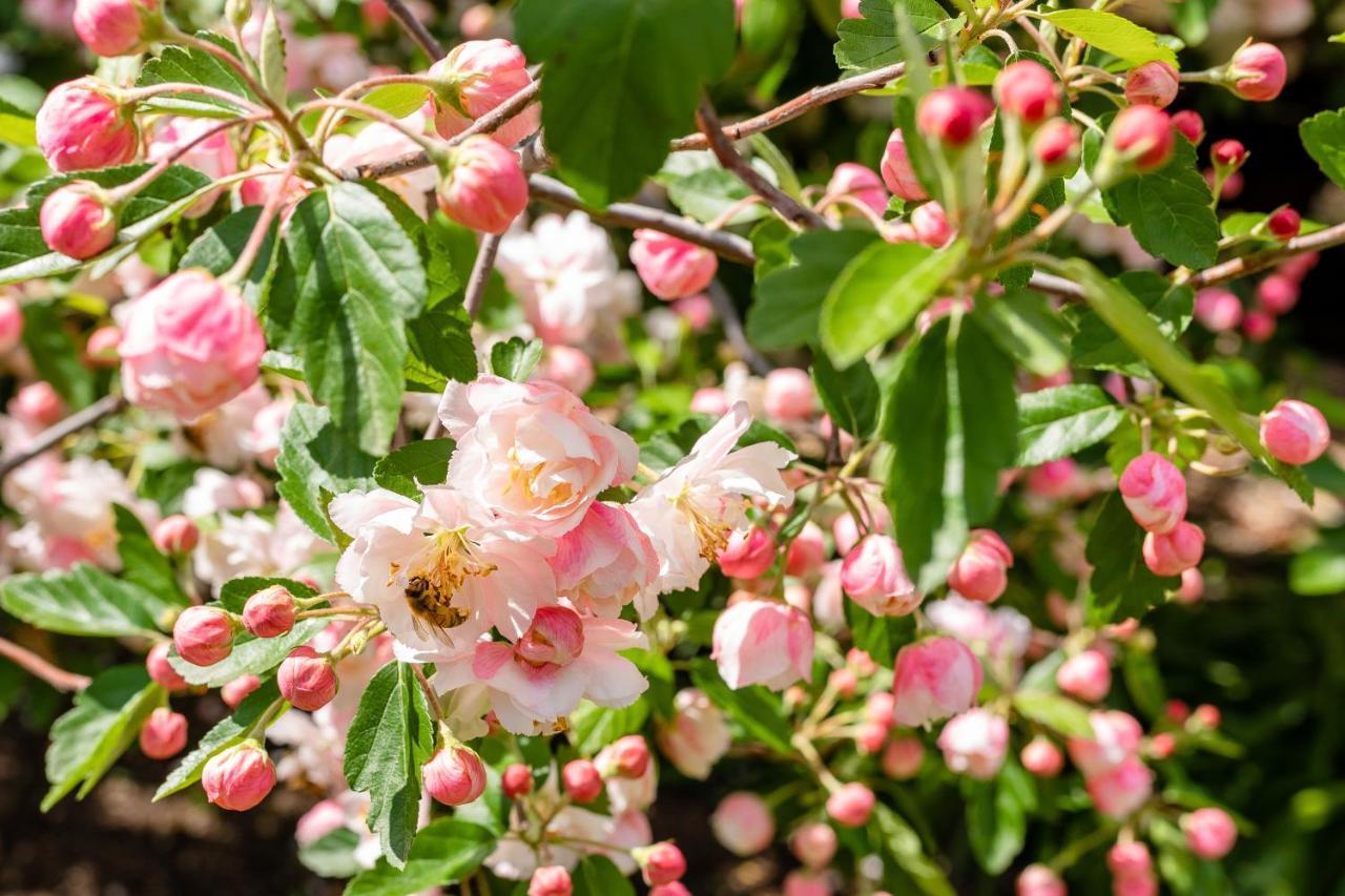 סטאנטהורפה Apple Blossom Cottages מראה חיצוני תמונה